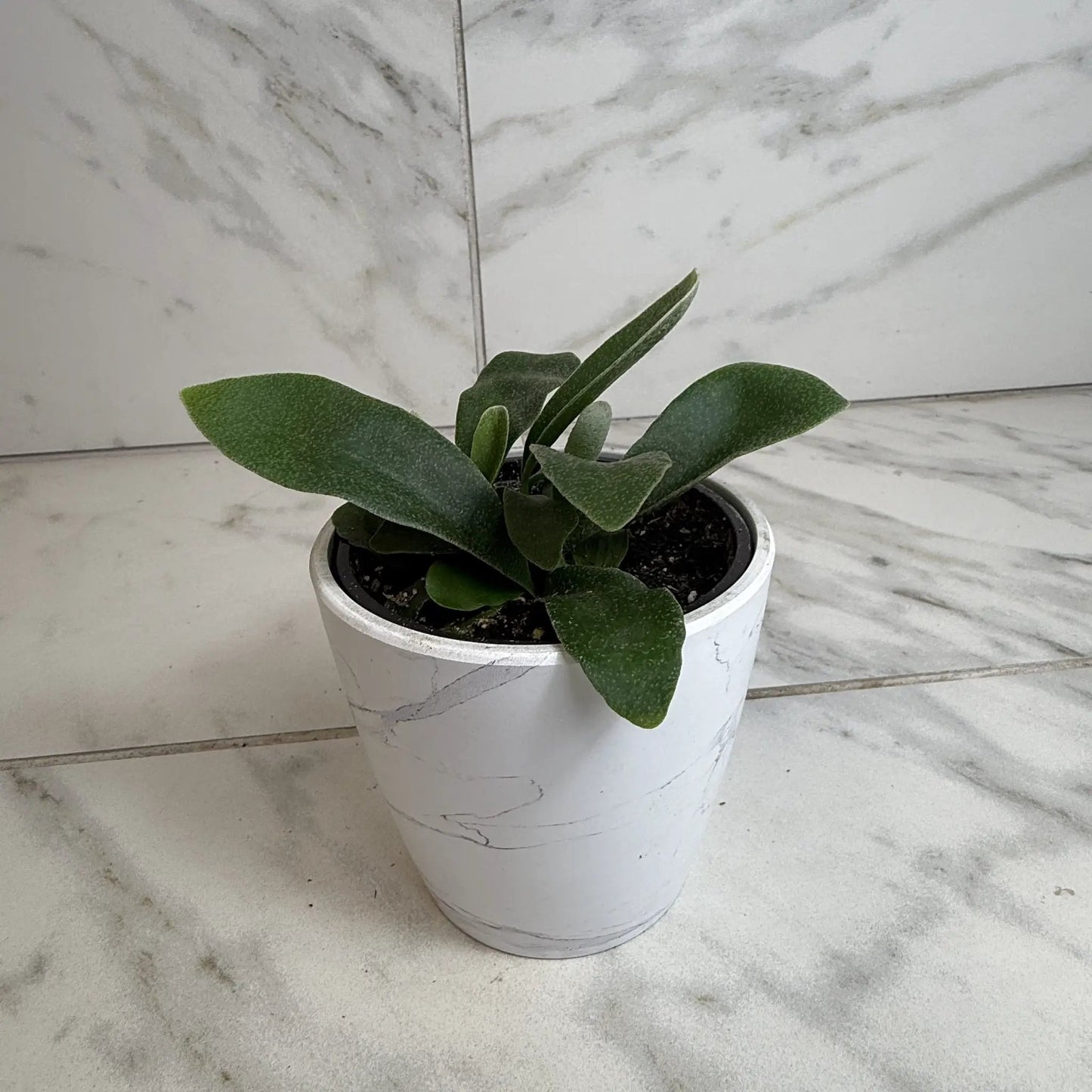 Platycerium Netherlands Staghorn Fern 4 Inch