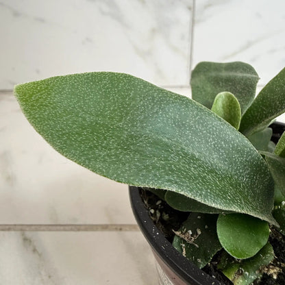 Platycerium Netherlands Staghorn Fern 4 Inch