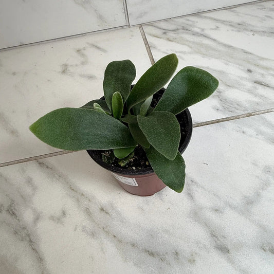 Platycerium Netherlands Staghorn Fern 4" plant with green fuzzy fronds The Plant Farm® on Tampa Home & Garden Store