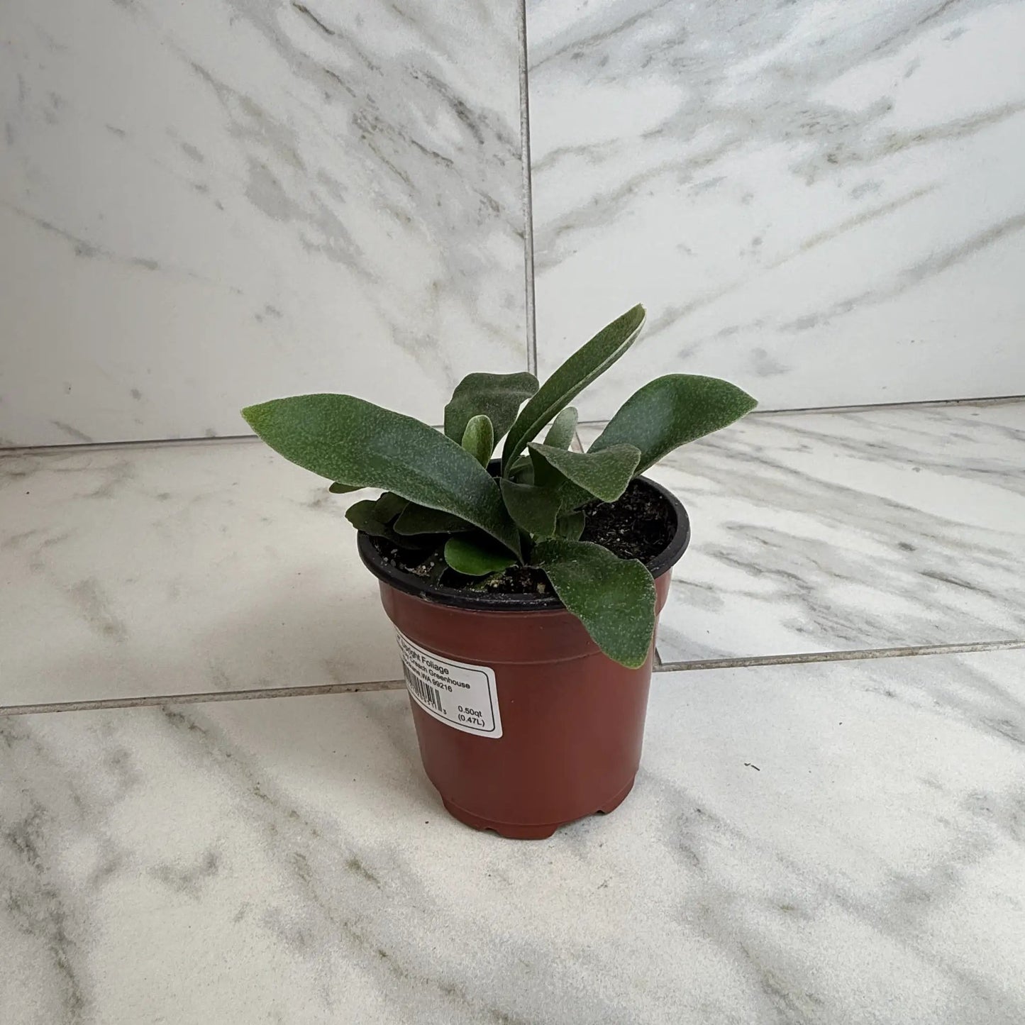 Platycerium Netherlands Staghorn Fern 4 Inch