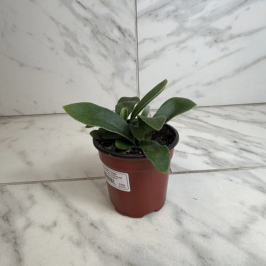 Platycerium Netherlands Staghorn Fern 4-inch potted plant with dark green velvety fronds on Tampa Home & Garden Store