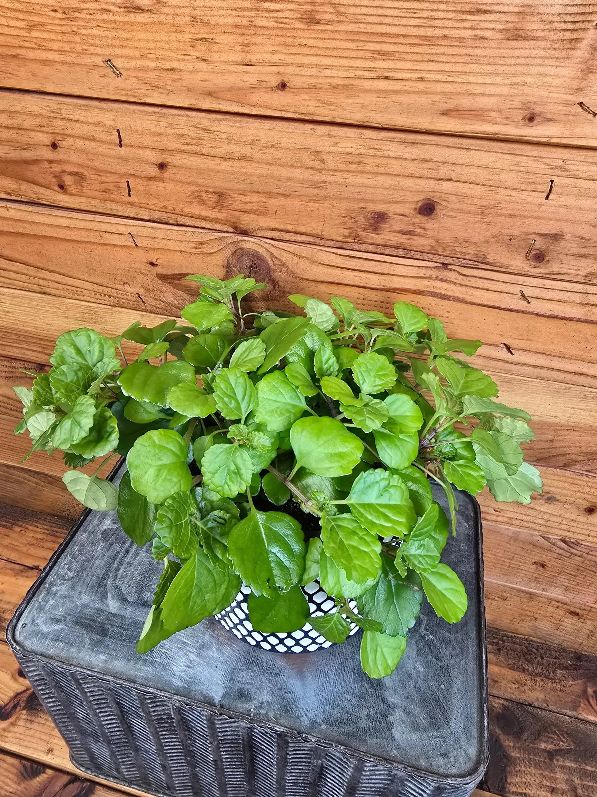 - image on Tampa Home & Garden Store
