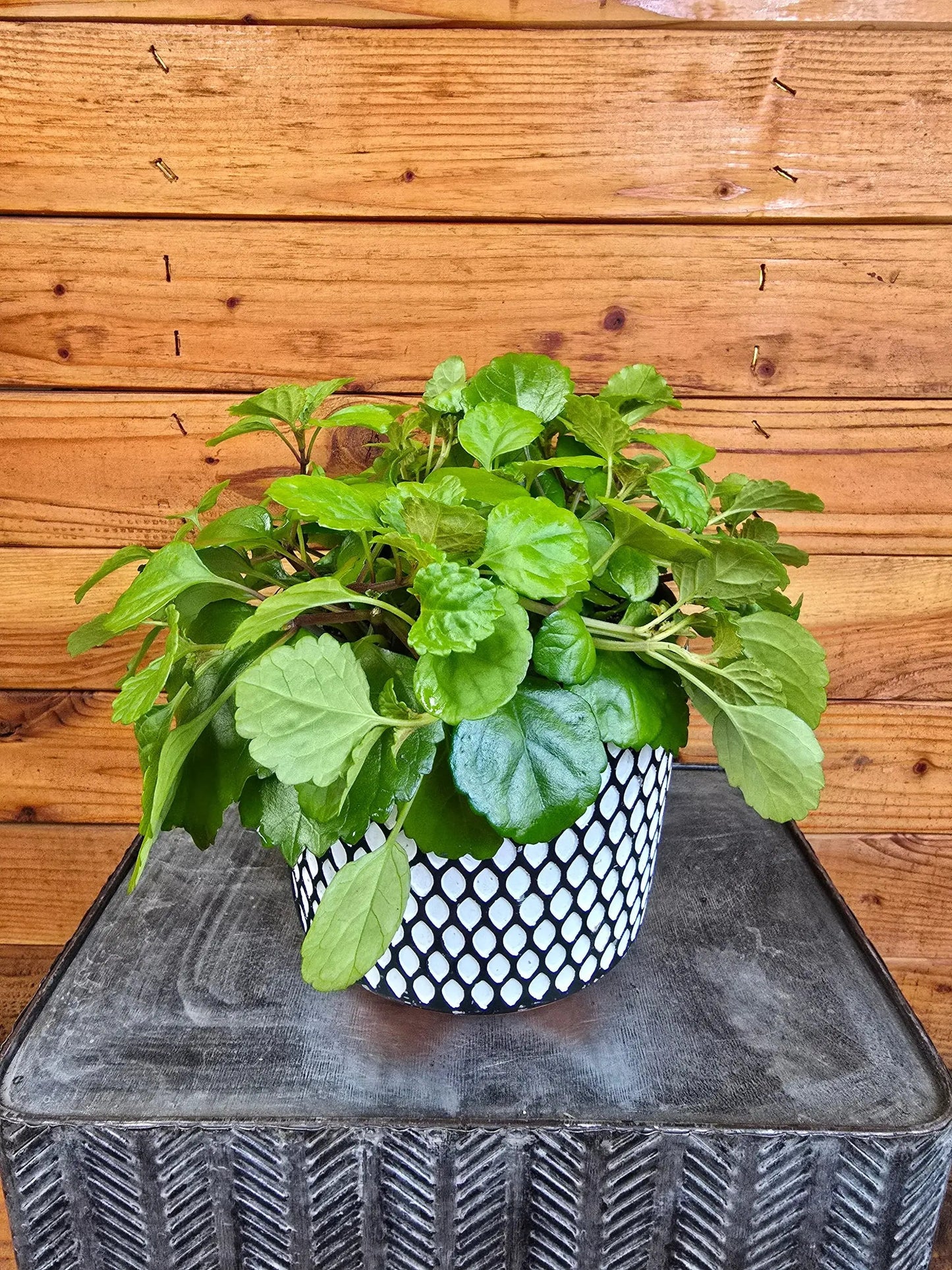 - image on Tampa Home & Garden Store