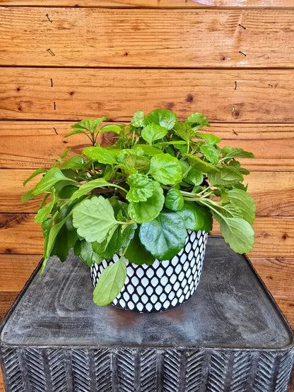 - image on Tampa Home & Garden Store
