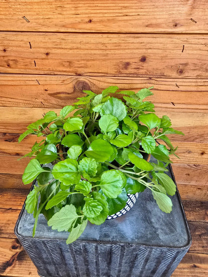 - image on Tampa Home & Garden Store