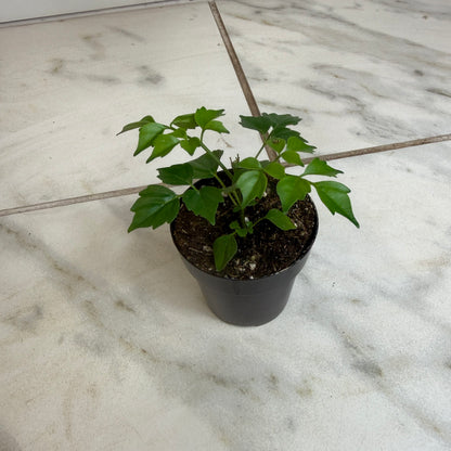 Muñeca de porcelana Radermachera Sinica, planta de 2"