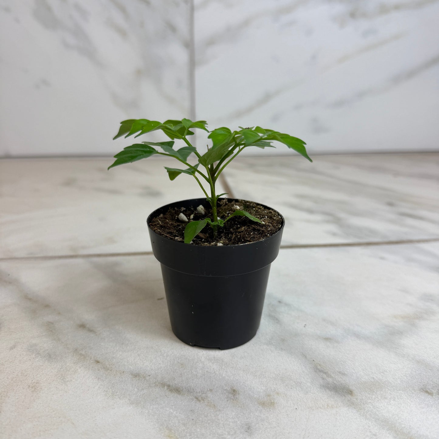 Muñeca de porcelana Radermachera Sinica, planta de 2"
