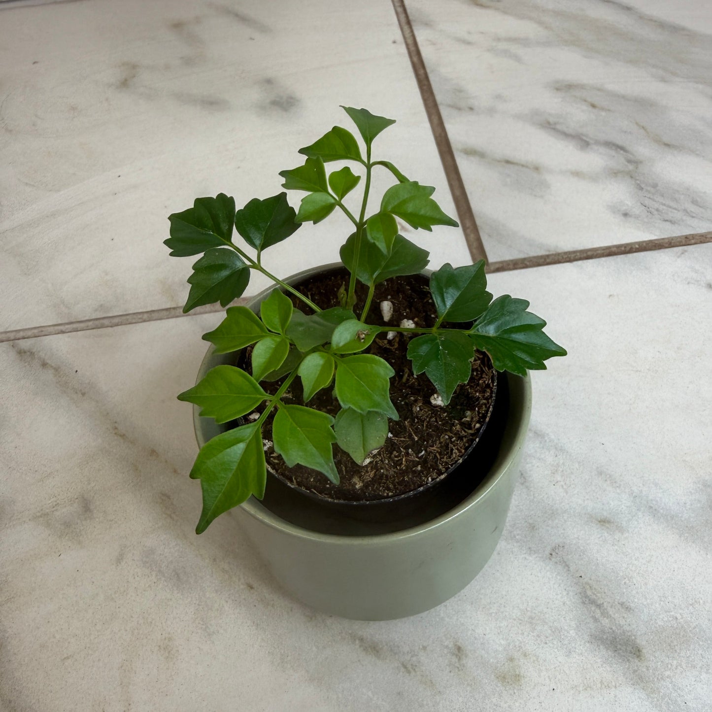 Muñeca de porcelana Radermachera Sinica, planta de 2"