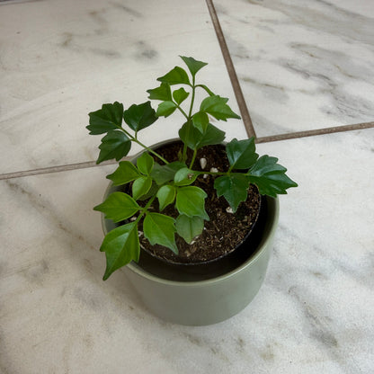 Muñeca de porcelana Radermachera Sinica, planta de 2"