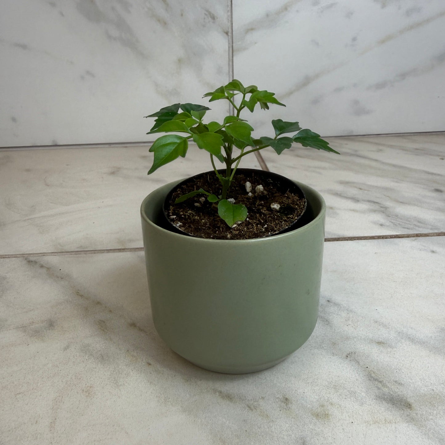 Muñeca de porcelana Radermachera Sinica, planta de 2"