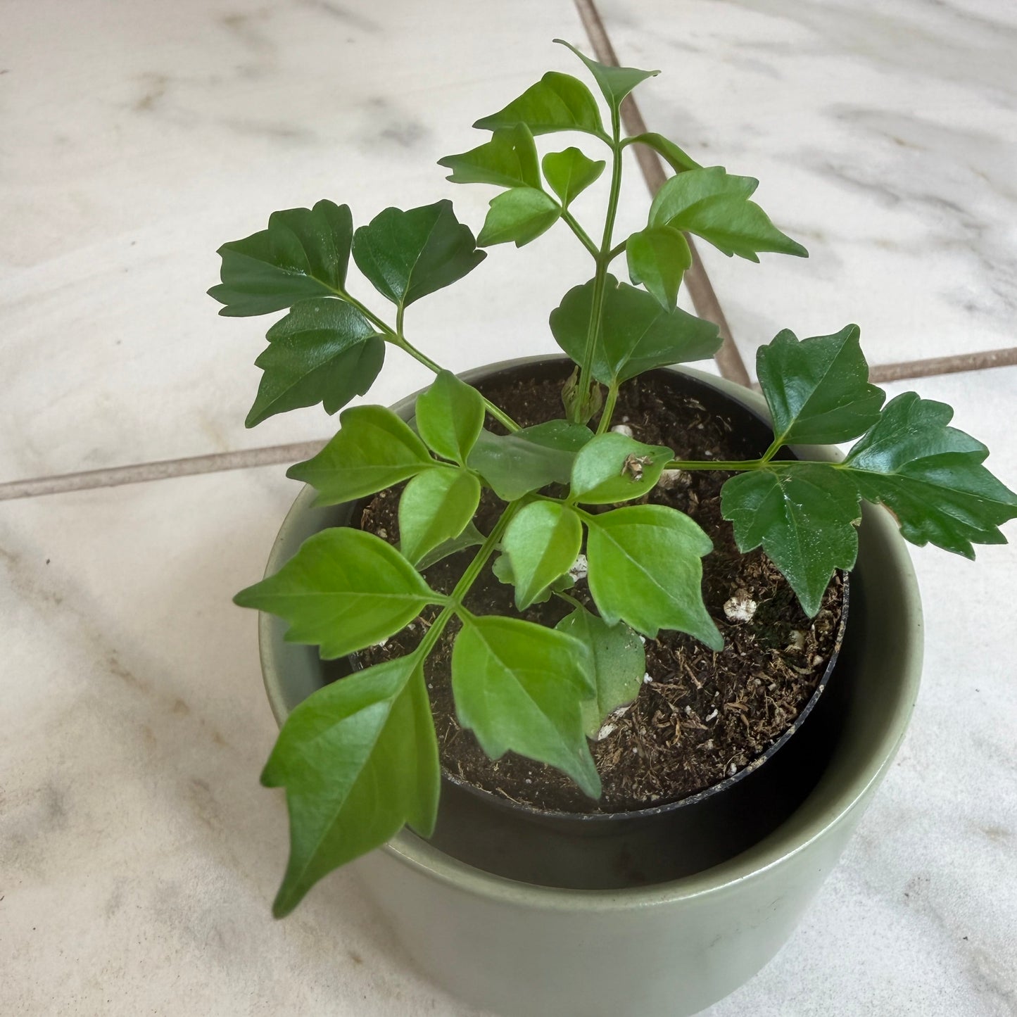 Muñeca de porcelana Radermachera Sinica, planta de 2"