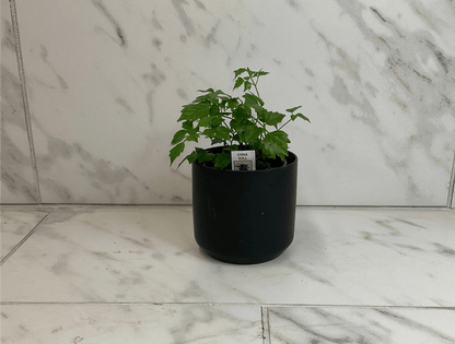 Radermachera Sinica China Doll 4in plant in a black pot with green leaves The Plant Farm on Tampa Home & Garden Store