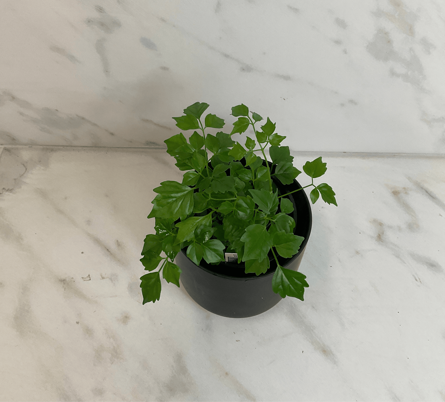 Radermachera Sinica China Doll 4-in plant with green lobed leaves in a pot The Plant Farm on Tampa Home & Garden Store