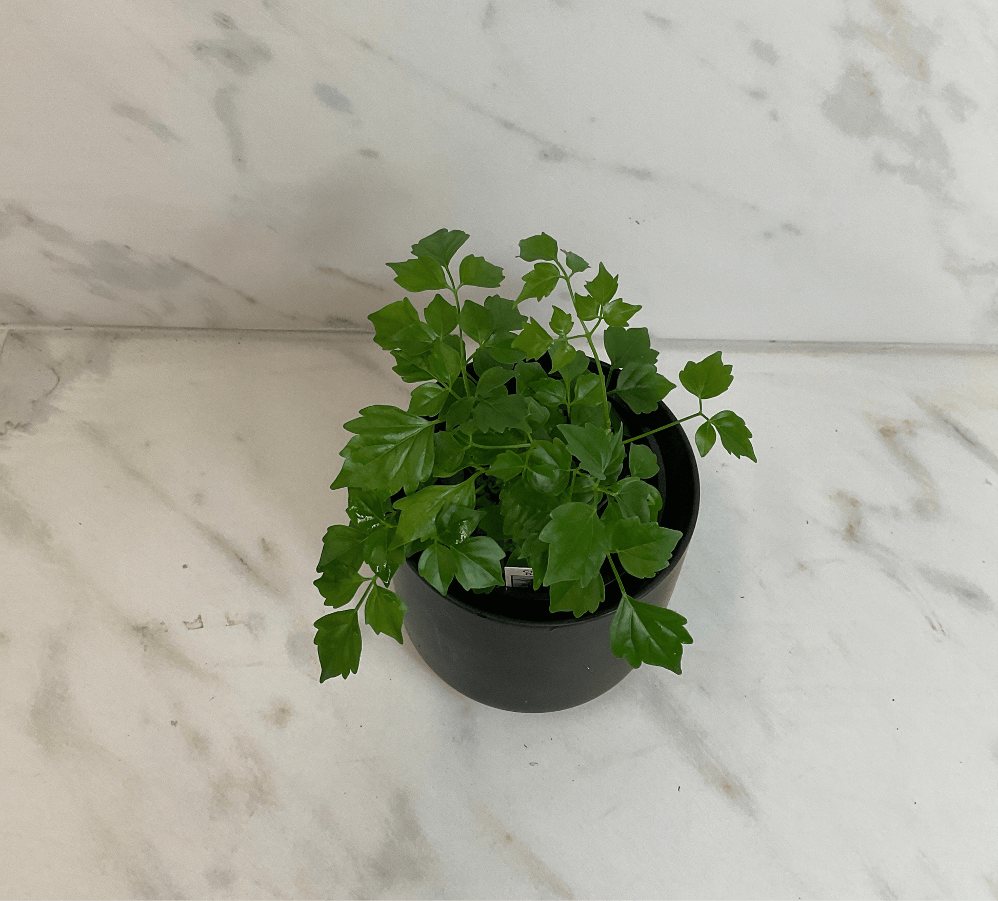 Radermachera Sinica China Doll 4-in plant with green lobed leaves in a pot The Plant Farm on Tampa Home & Garden Store