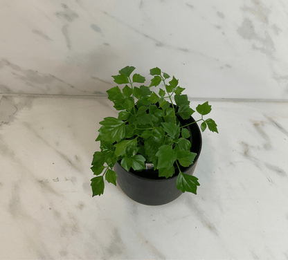 Radermachera Sinica China Doll 4-in plant with green lobed leaves in a pot The Plant Farm on Tampa Home & Garden Store