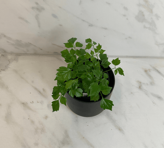 Radermachera Sinica China Doll 4-in plant with green lobed leaves in a pot The Plant Farm on Tampa Home & Garden Store