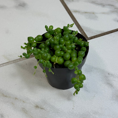 Rowleyanus String of Pearls, 2" Plant