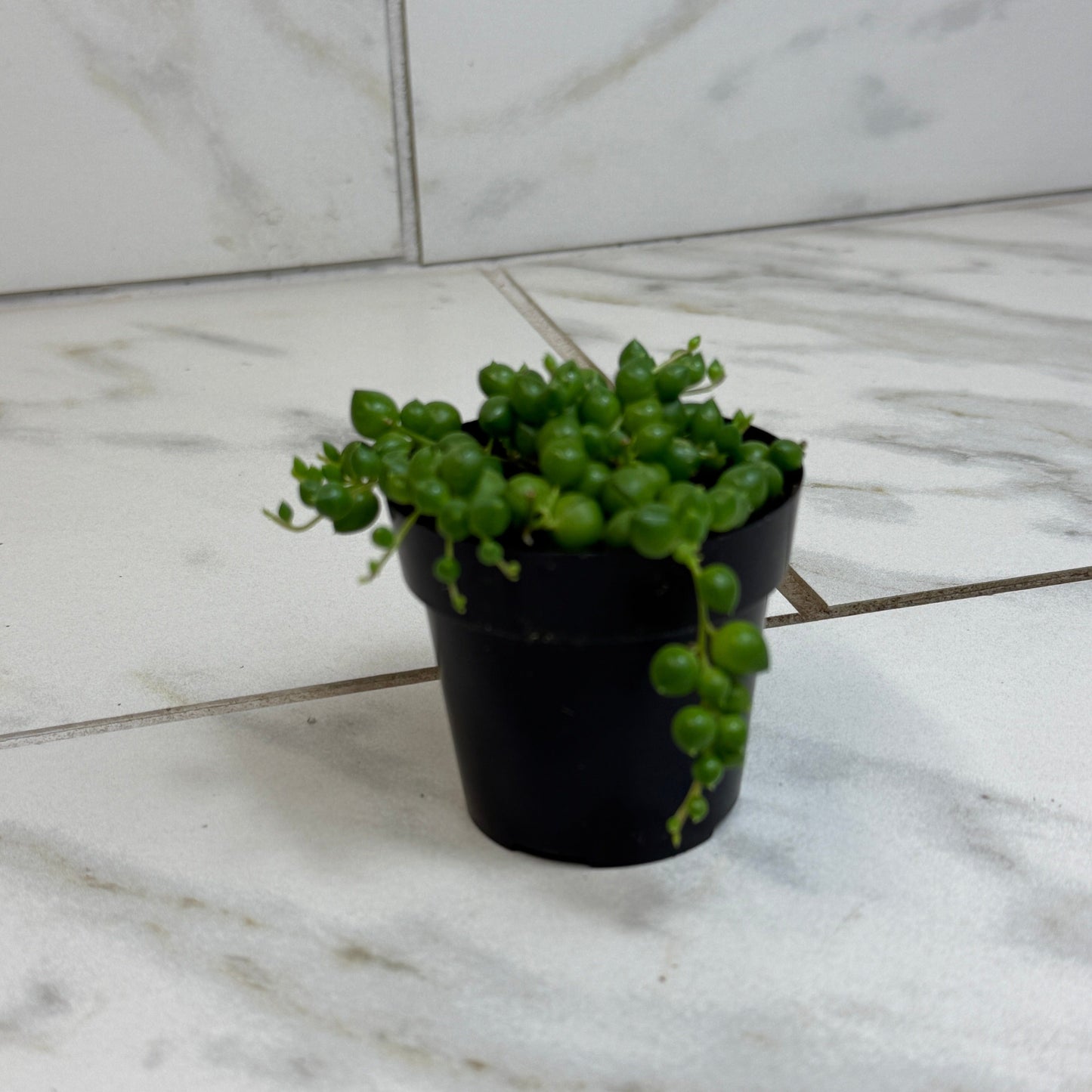 Rowleyanus String of Pearls, 2" Plant