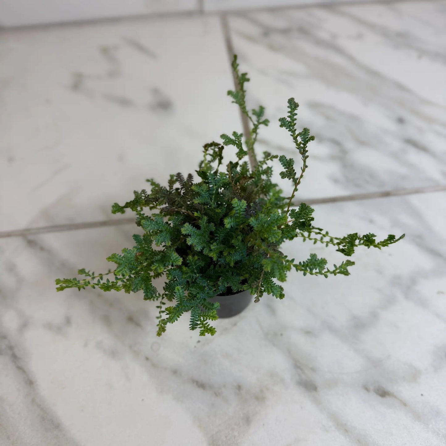 - image on Tampa Home & Garden Store