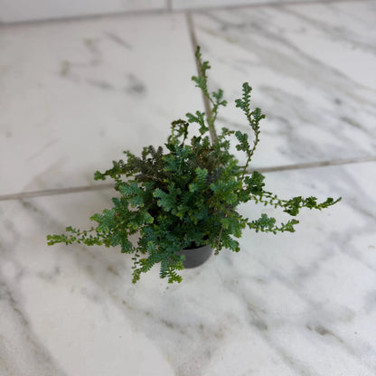 - image on Tampa Home & Garden Store