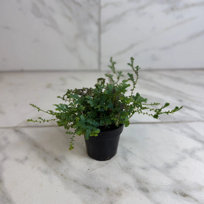 - image on Tampa Home & Garden Store