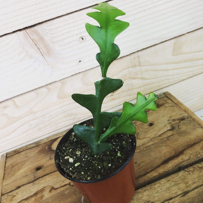 Selenicereus Anthonyanus Cactus de espina de pescado, planta de 4"