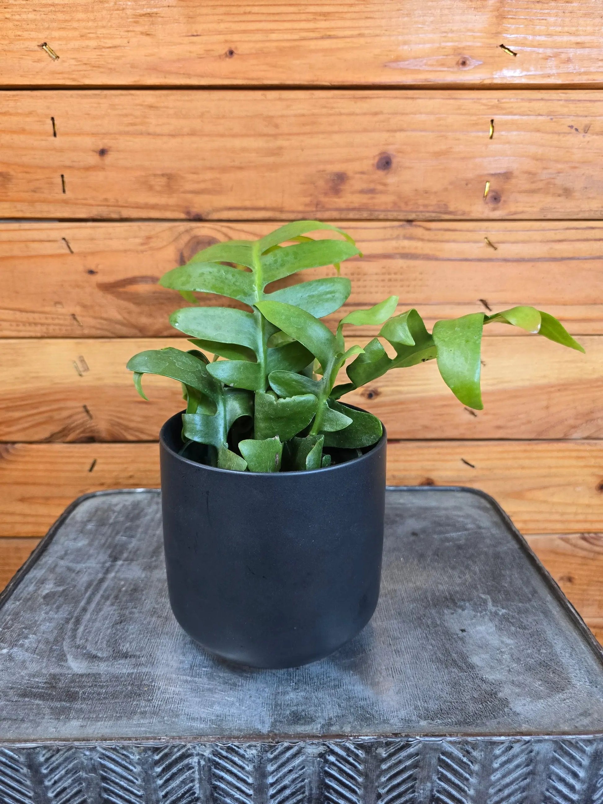 - image on Tampa Home & Garden Store
