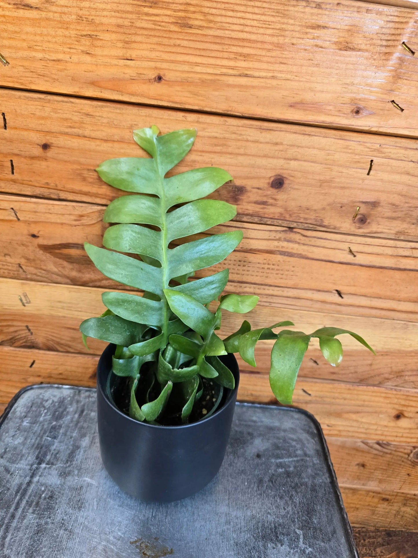 - image on Tampa Home & Garden Store