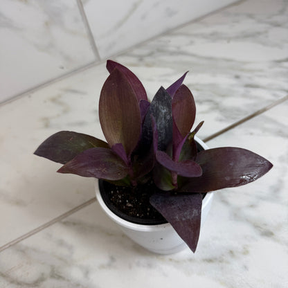 Setcreasea Purple Heart, 4" Plant