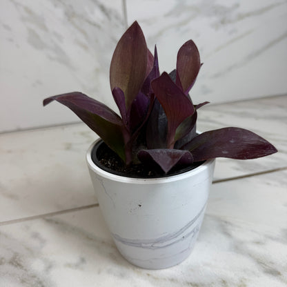 Setcreasea Purple Heart, 4" Plant