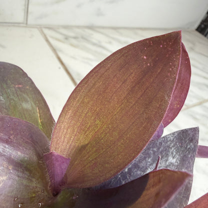 Setcreasea Purple Heart, 4" Plant