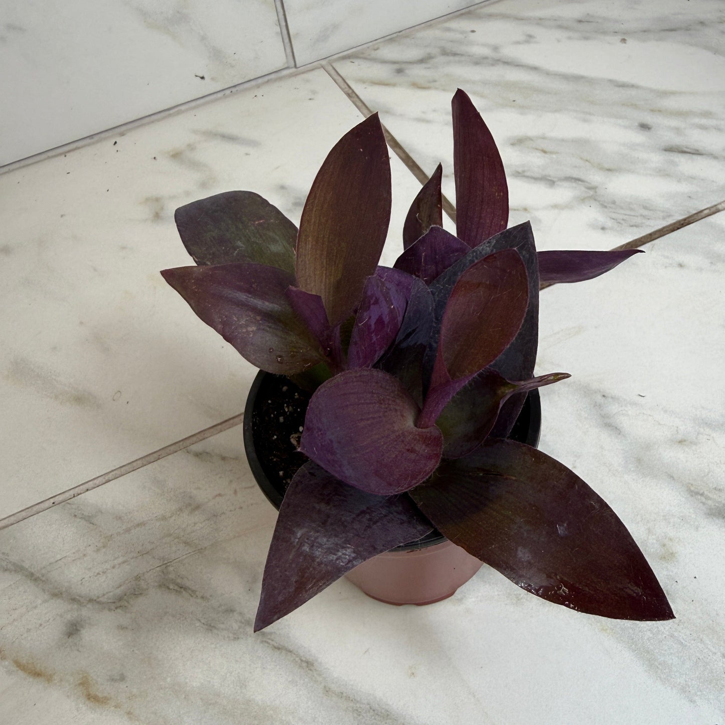 Setcreasea Purple Heart, 4" Plant
