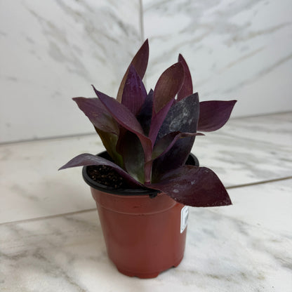 Setcreasea Purple Heart, 4" Plant