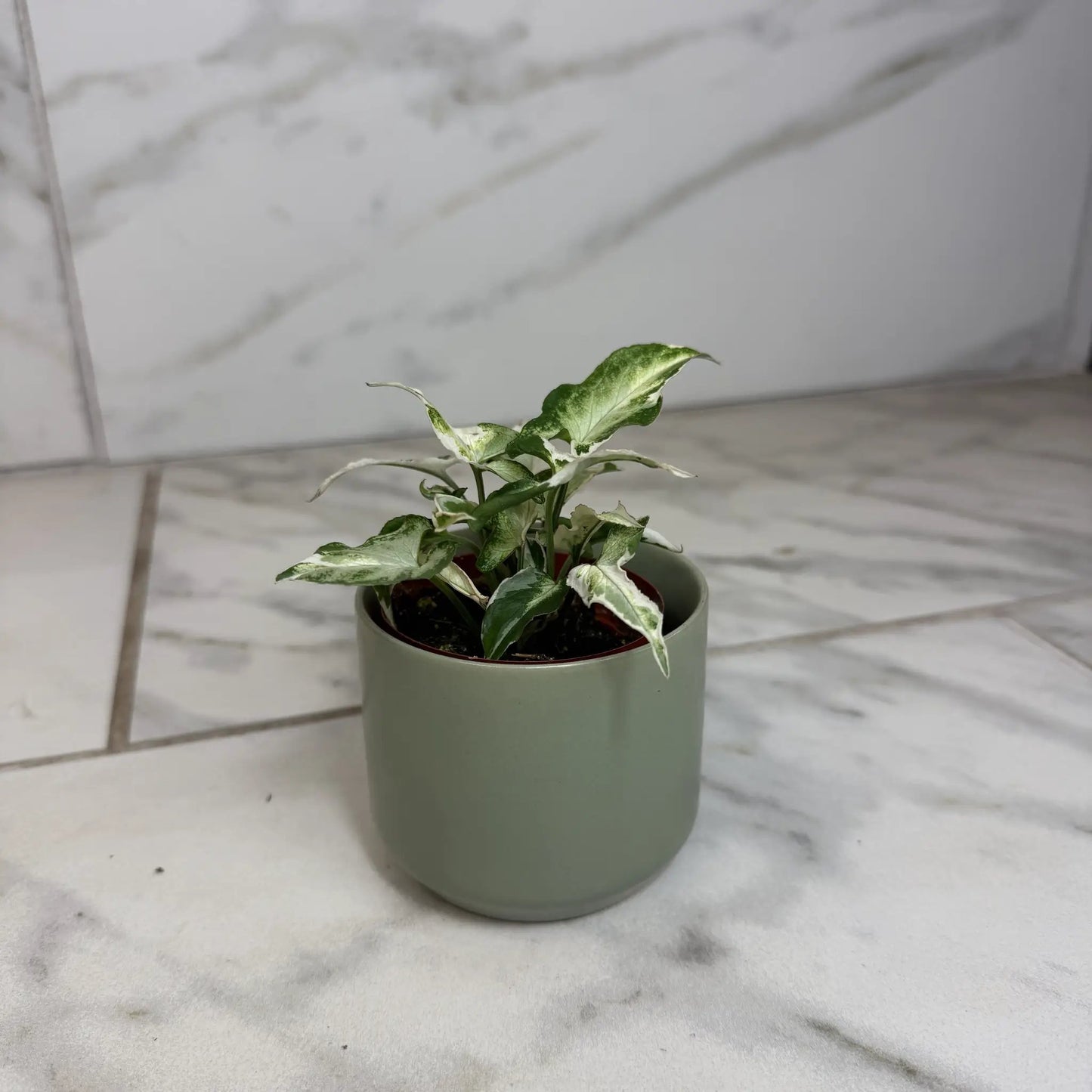 Syngonium Starlite Variegated Plant Pink Edges