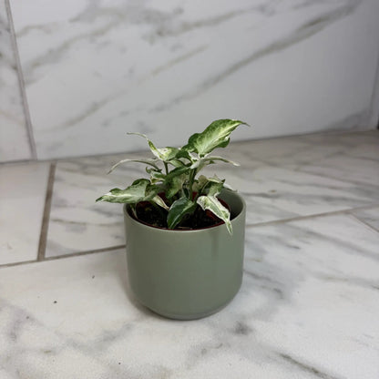 Syngonium Starlite Variegated Plant Pink Edges