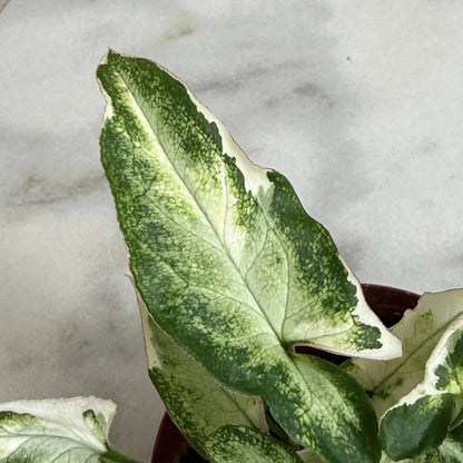 Syngonium Starlite Variegated Plant Pink Edges
