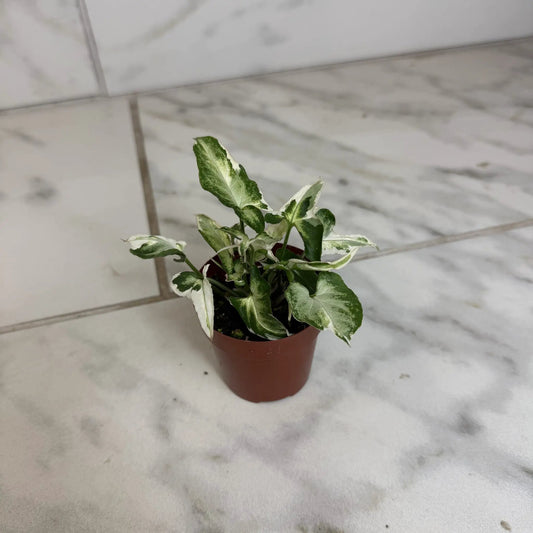 Syngonium Starlite 2-inch plant with variegated green-white leaves in pot on Tampa Home & Garden Store
