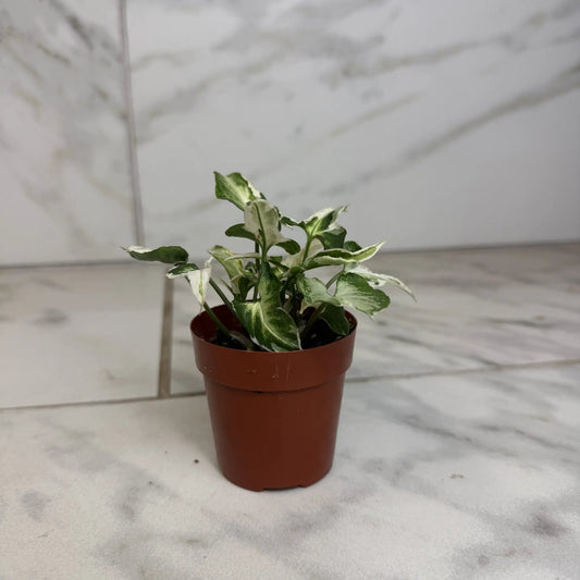 Syngonium Starlite 2-in plant in a red pot with variegated green and cream leaves The Plant Farm on Tampa Home & Garden Store