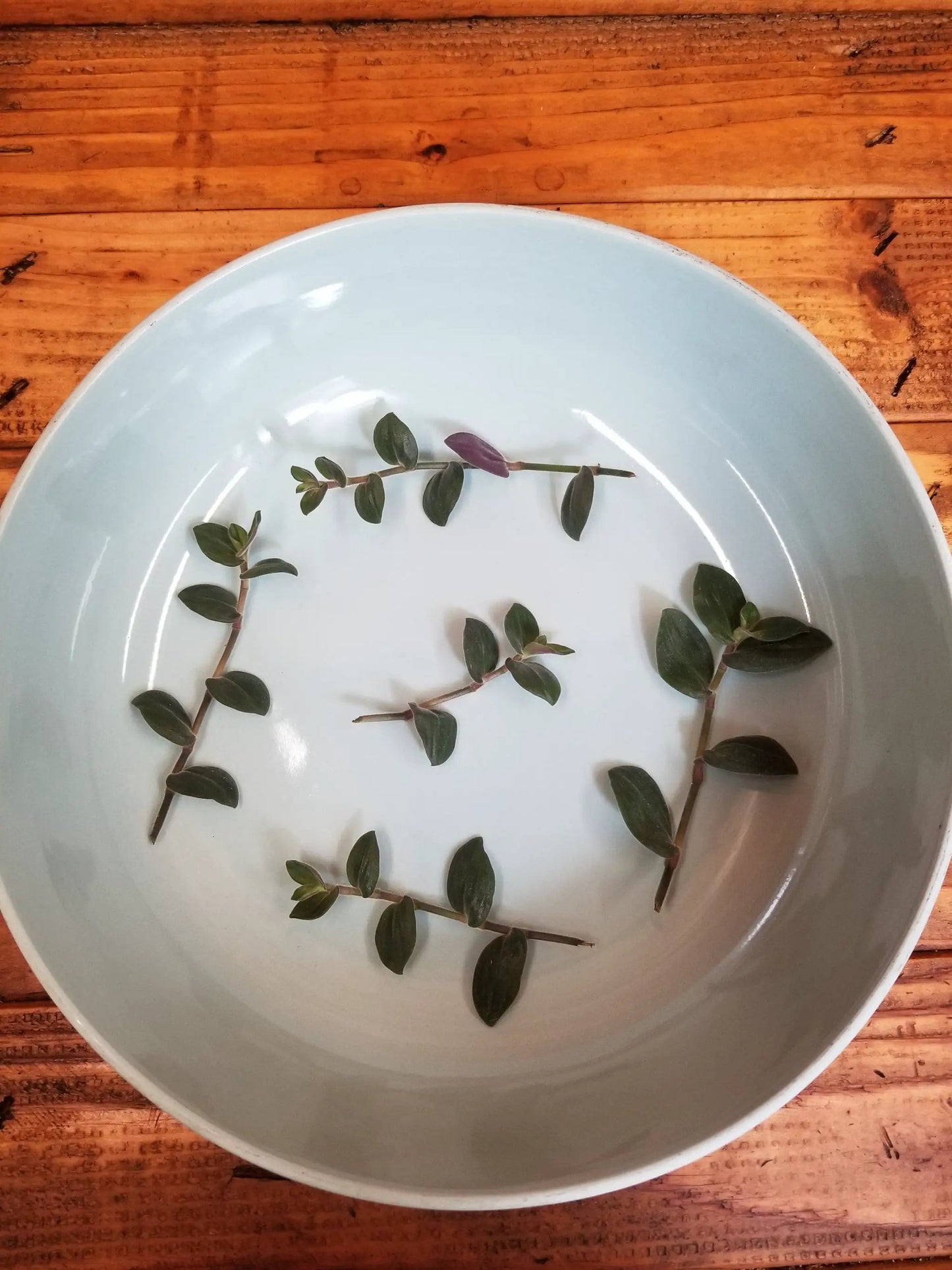 Tradescantia Baby Bunny Bellies Cuttings x5