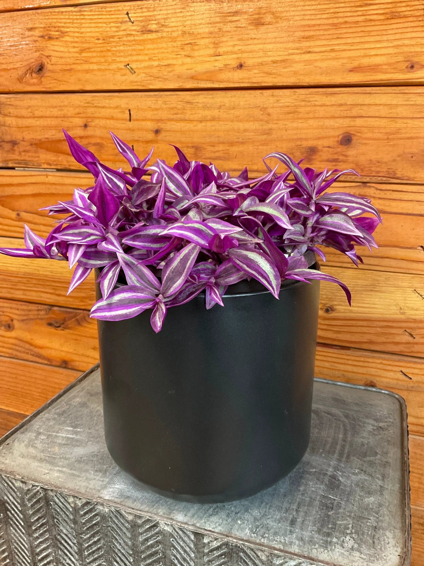 - image on Tampa Home & Garden Store