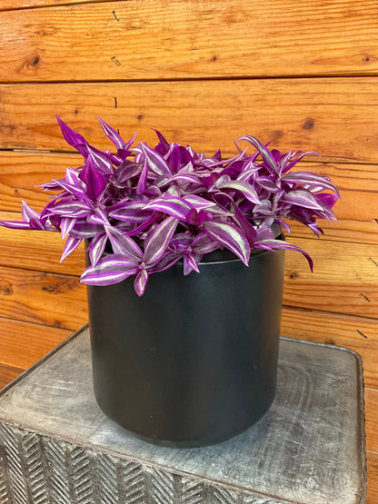 - image on Tampa Home & Garden Store