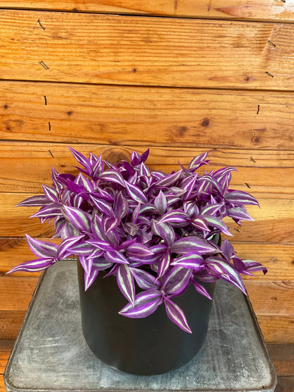 - image on Tampa Home & Garden Store