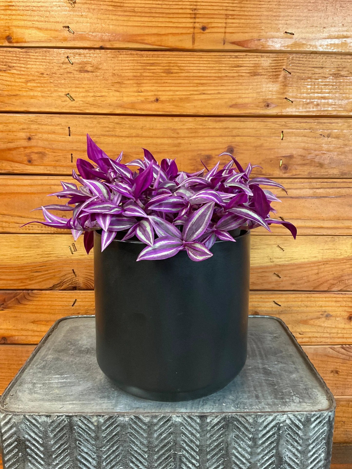 - image on Tampa Home & Garden Store