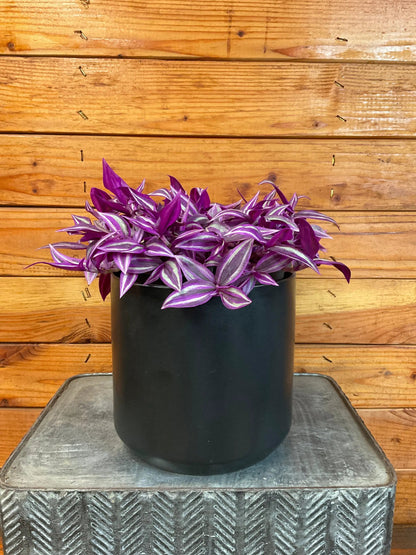 - image on Tampa Home & Garden Store