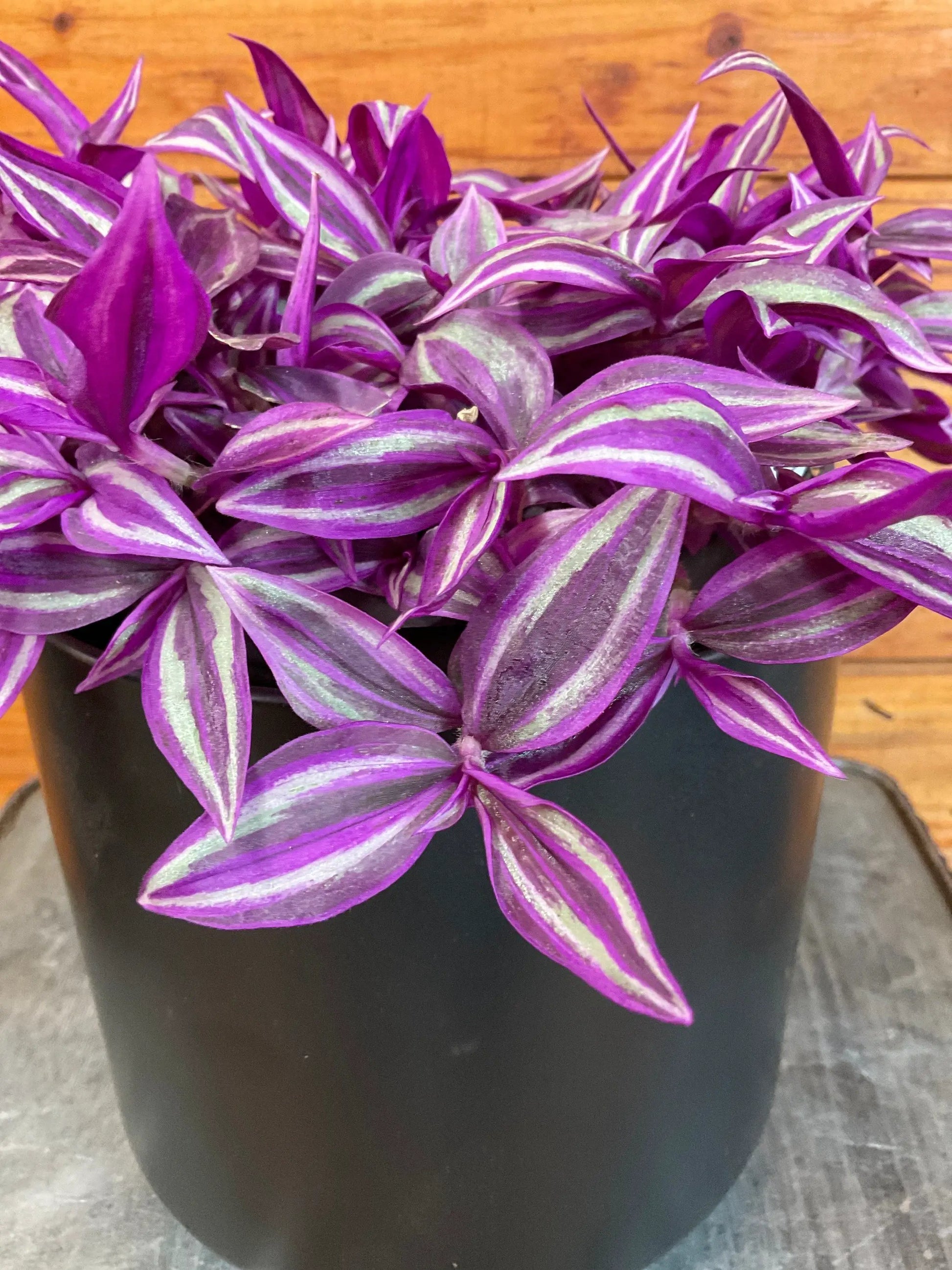 - image on Tampa Home & Garden Store