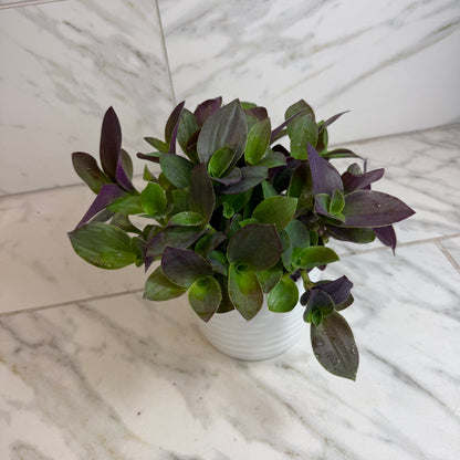 Tradescantia Sillamontana Vid de oso de peluche púrpura, planta de 6"