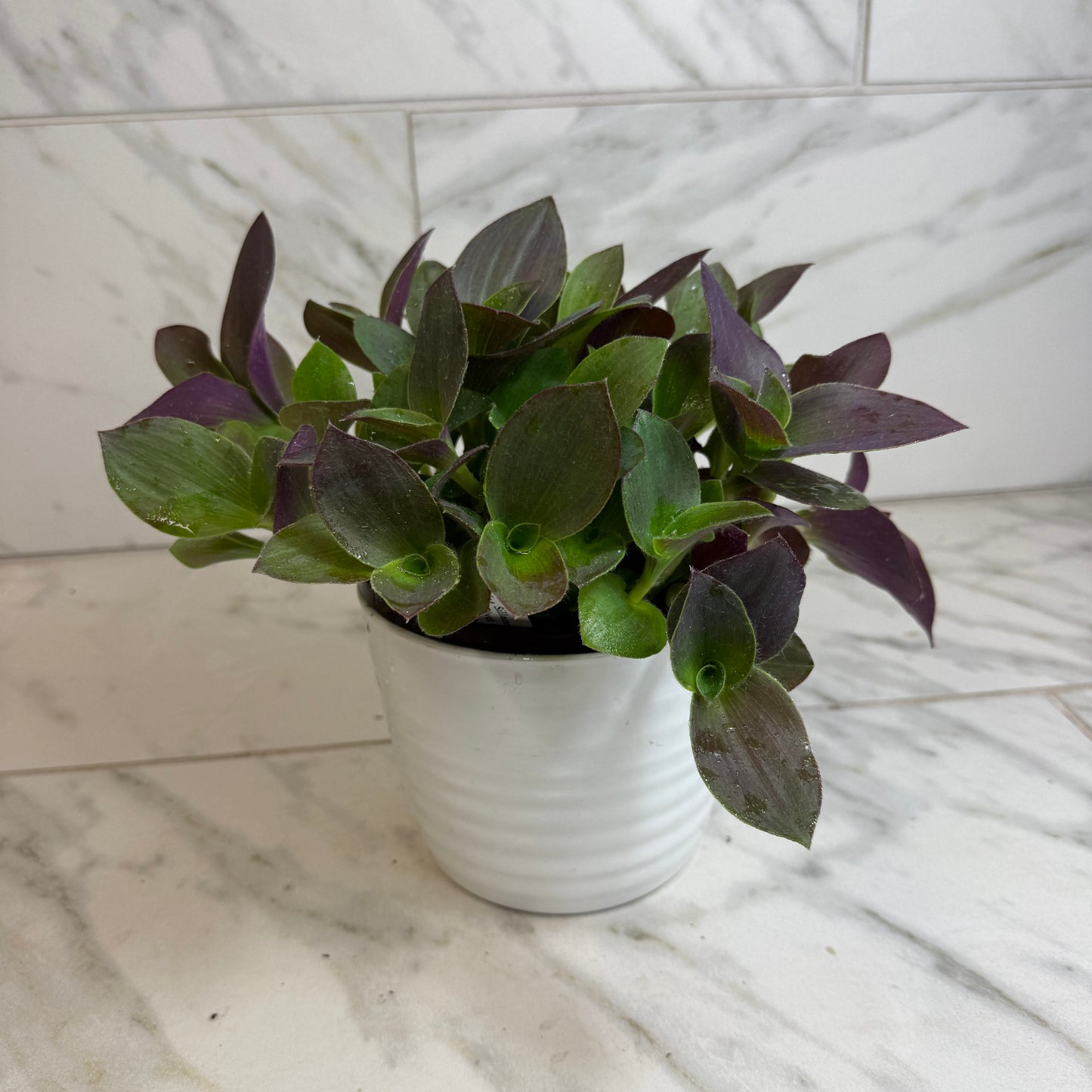 Tradescantia Sillamontana Vid de oso de peluche púrpura, planta de 6"