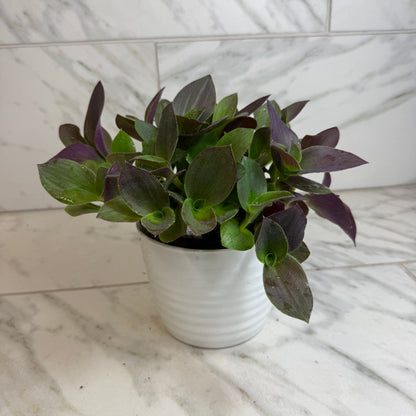 Tradescantia Sillamontana Vid de oso de peluche púrpura, planta de 6"