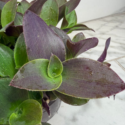 Tradescantia Sillamontana Vid de oso de peluche púrpura, planta de 6"