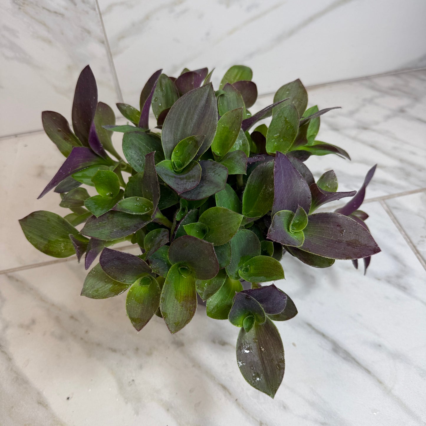 Tradescantia Sillamontana Vid de oso de peluche púrpura, planta de 6"